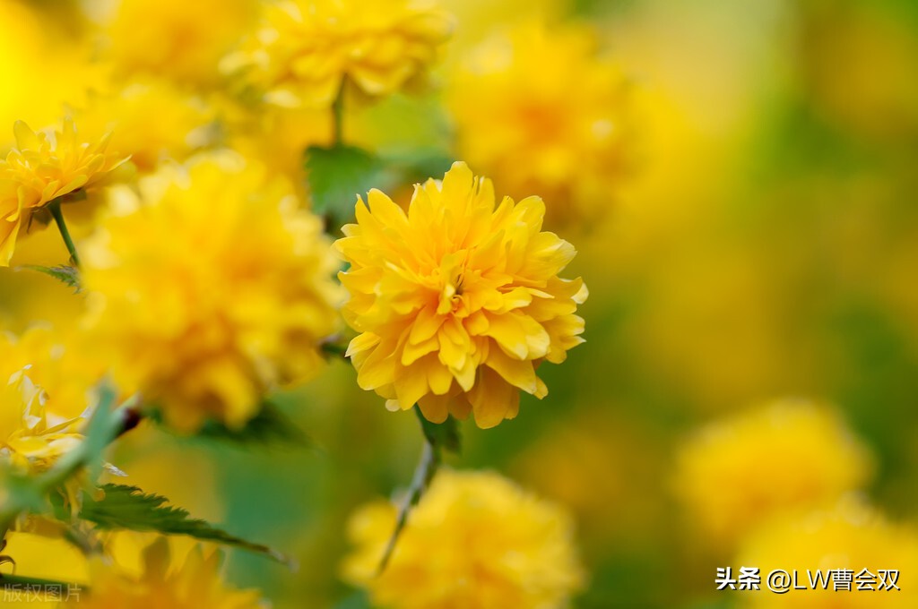 缩写和扩写的区别,流行缩写语言有哪些