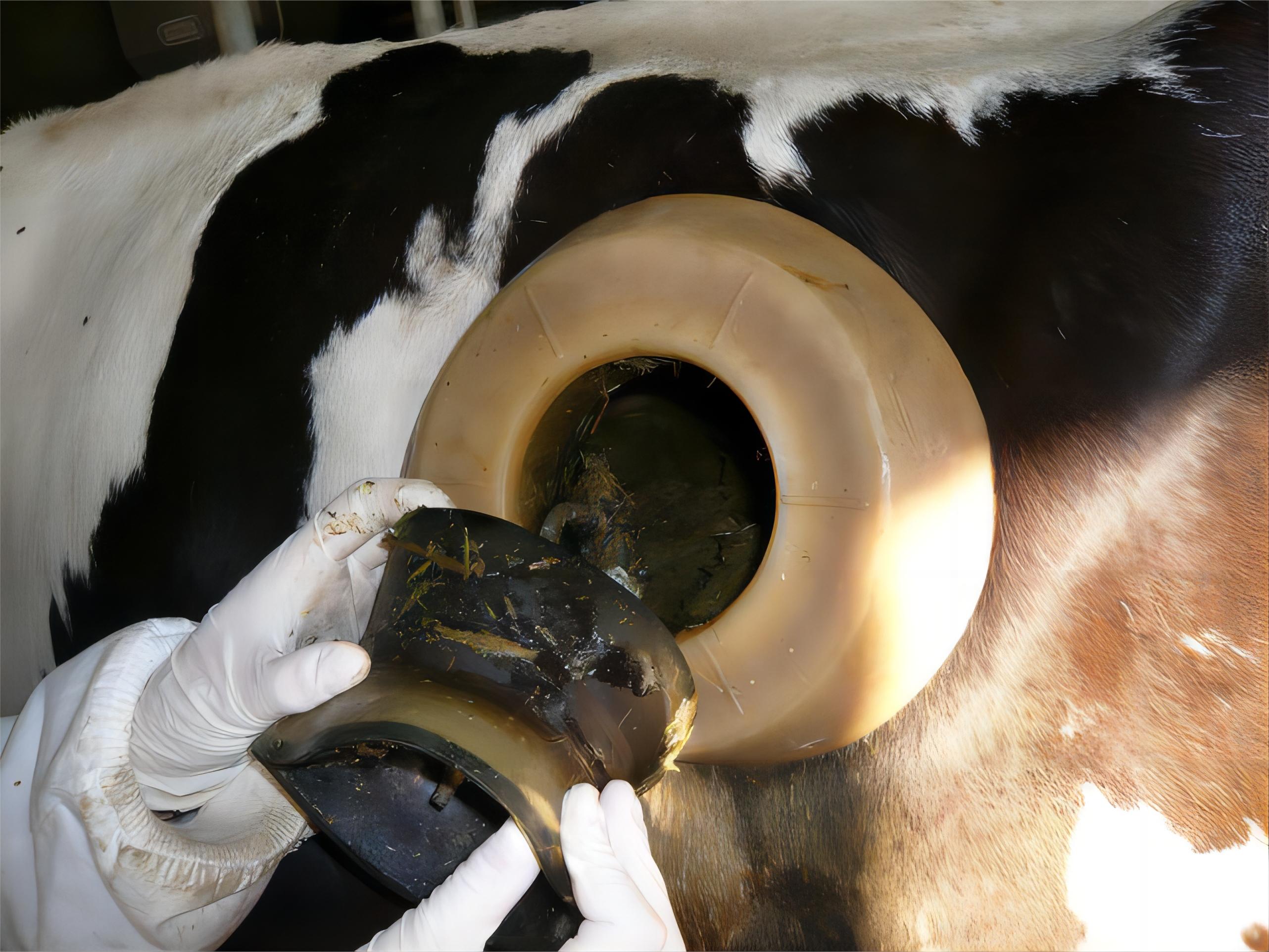 美国养牛开洞视频,国外养牛牛胃上开大洞