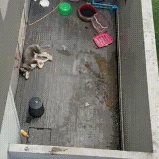 哈士奇被囚禁后续,哈士奇被关在阿拉斯加隔壁