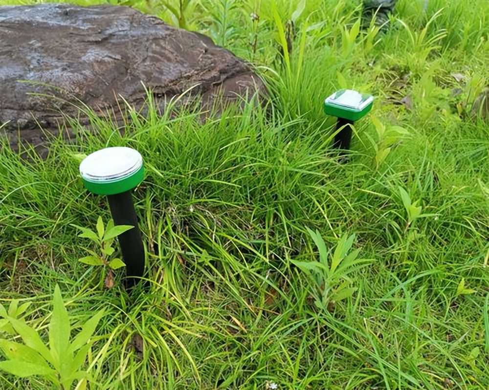 头皮发麻！山东女子从洗衣机洗出冻僵蛇，雄黄驱蛇是“摆设”吗？