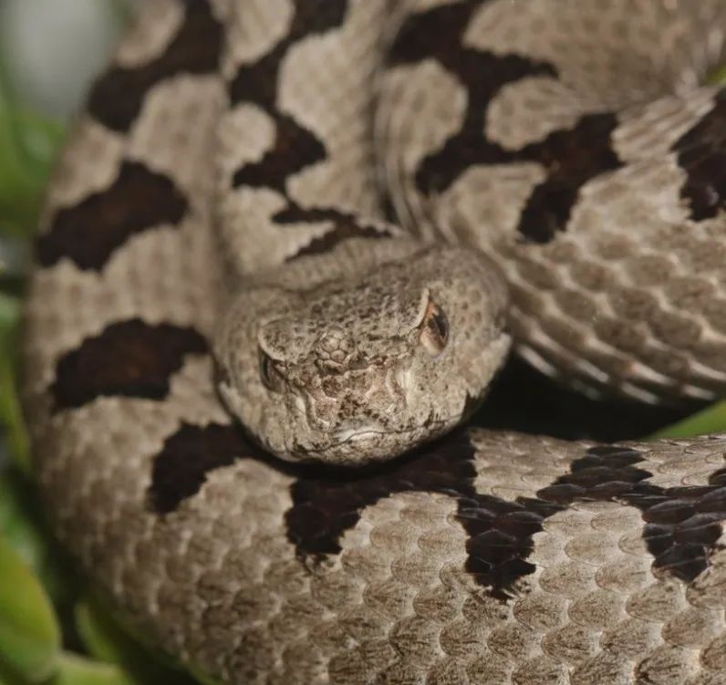 「原来欧洲有这么多种蛇？！」偷师卡塞尔的豢龙大师·下