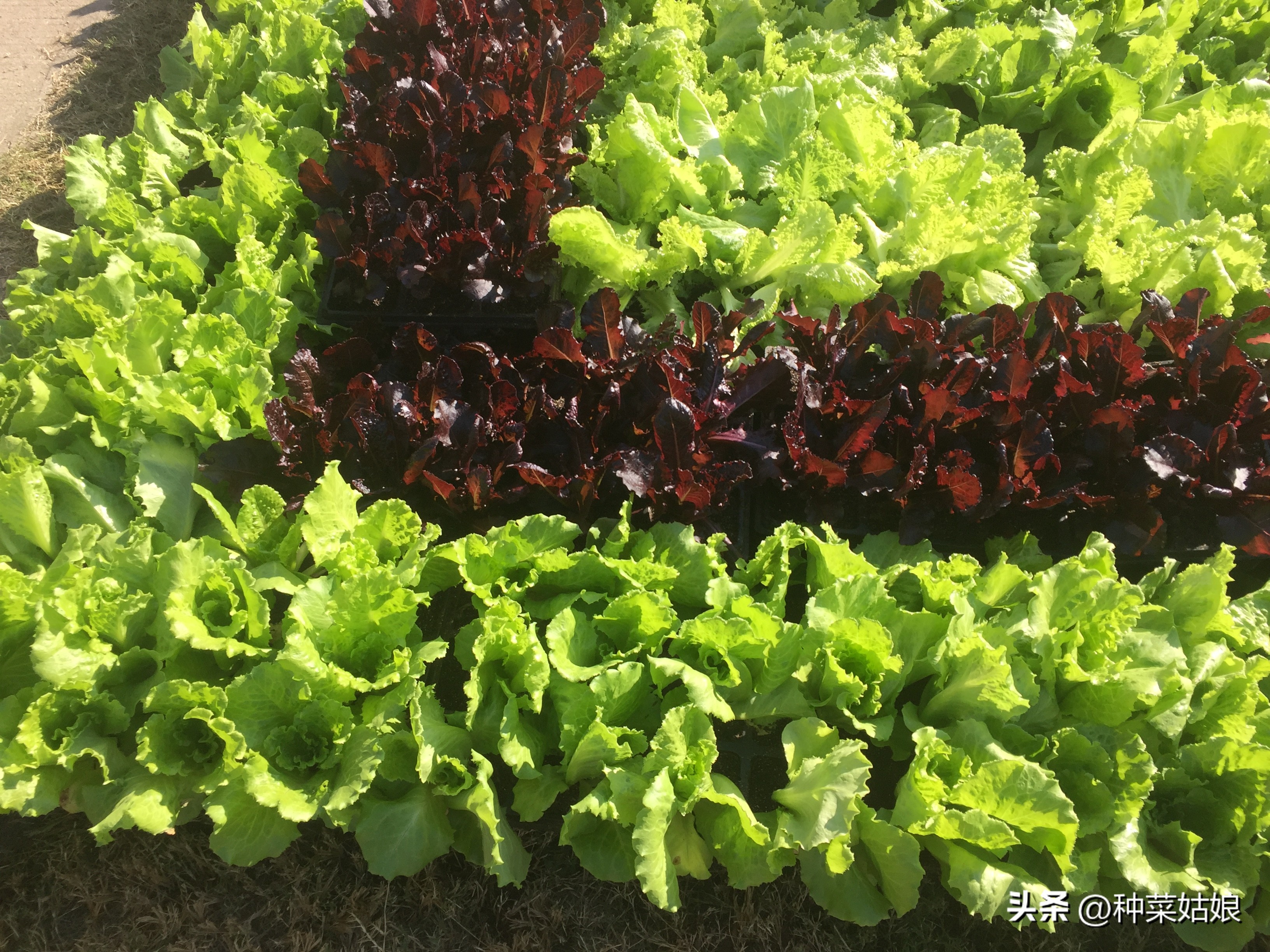 都说种菜喷磷酸二氢钾好，真的那么神奇吗，还有哪些叶面肥？