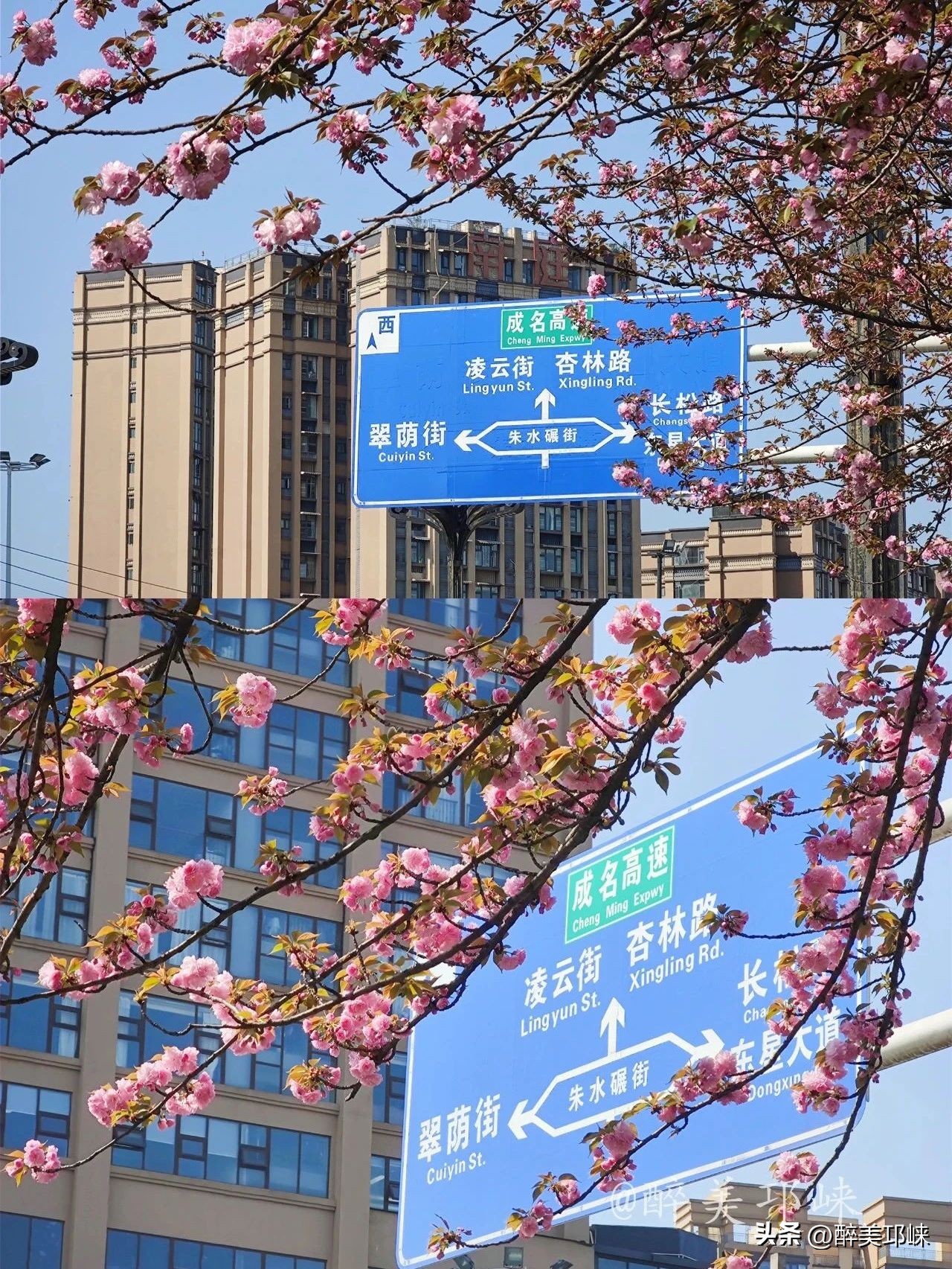 冬日到昆明赴一场浪漫的樱花之约,一场浪漫的樱花邂逅