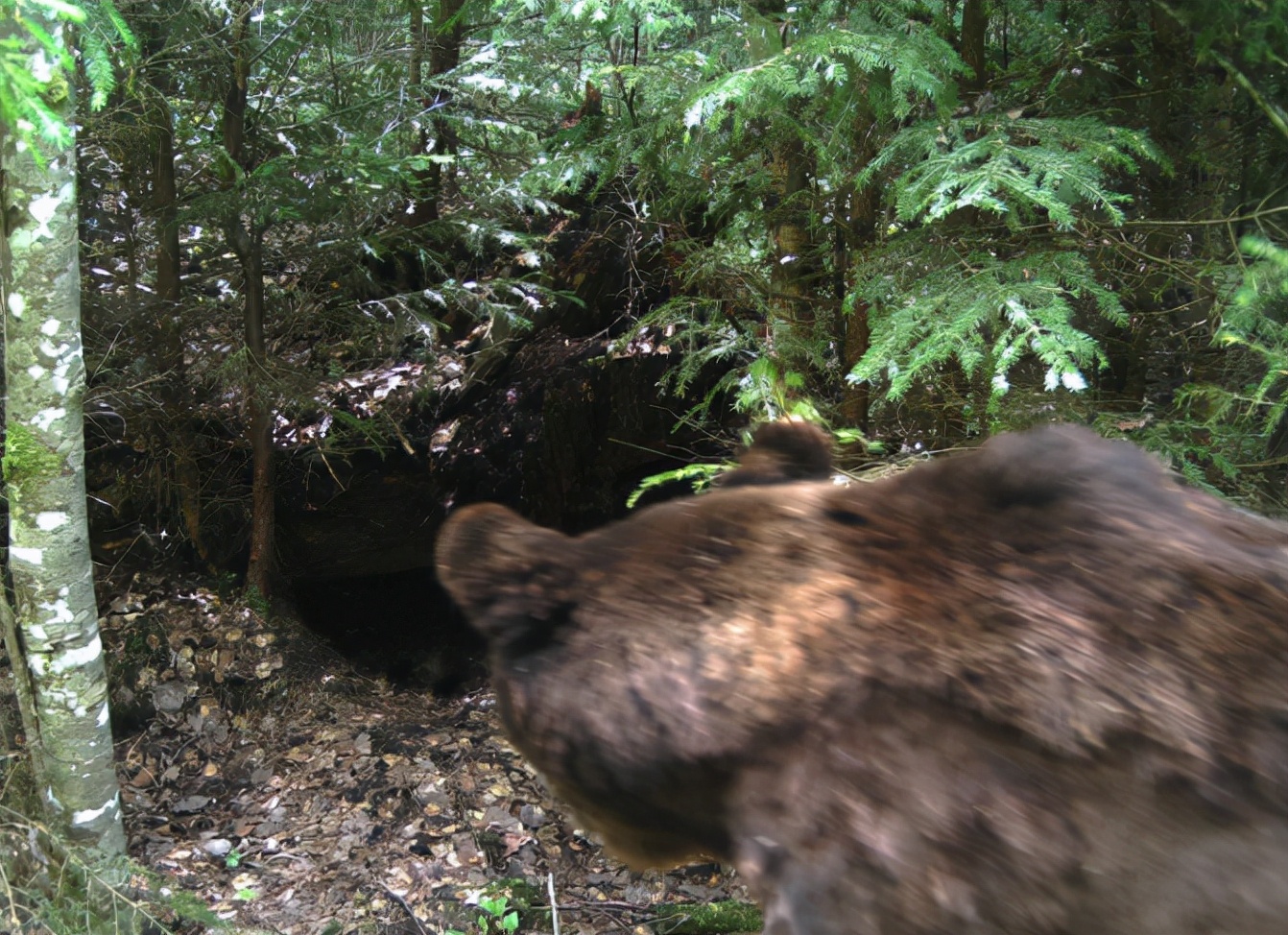 杀子之仇不共戴天歌曲,杀子之仇不共戴天