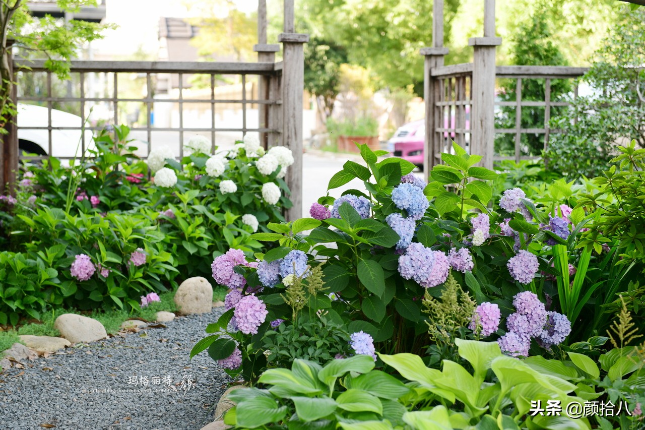 冬日里依旧盛开的月季,洁白无瑕的大绣球花开花