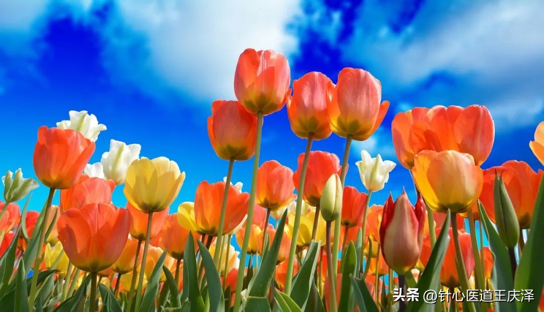 女中医讲解养生调理,女性养生之道