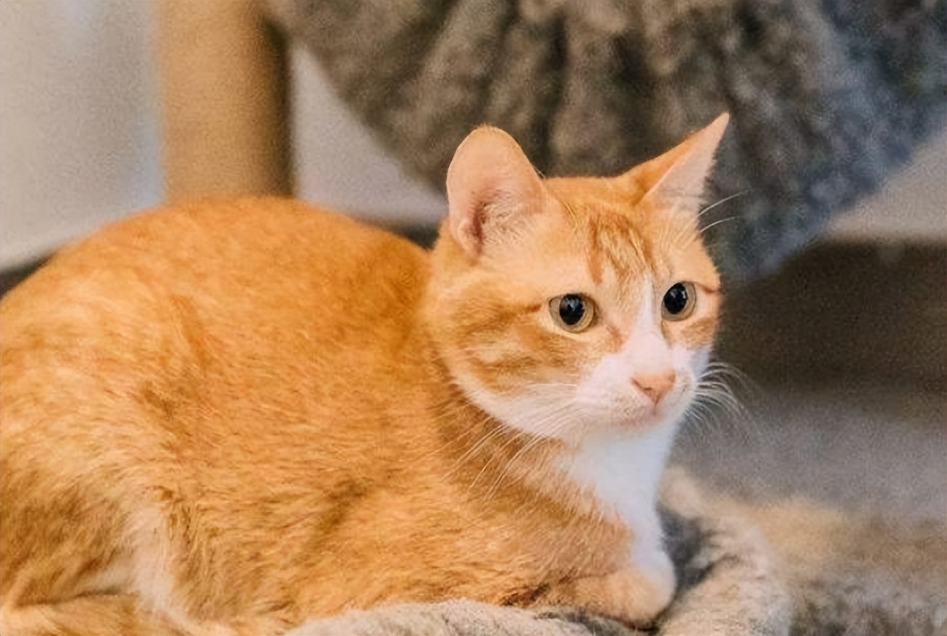 猫急性肠胃炎的症状及治疗方法,猫急性肠胃炎的症状及治疗方案