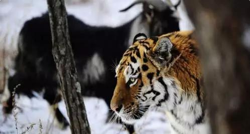 虎羊恋最后的结局,虎羊恋结局