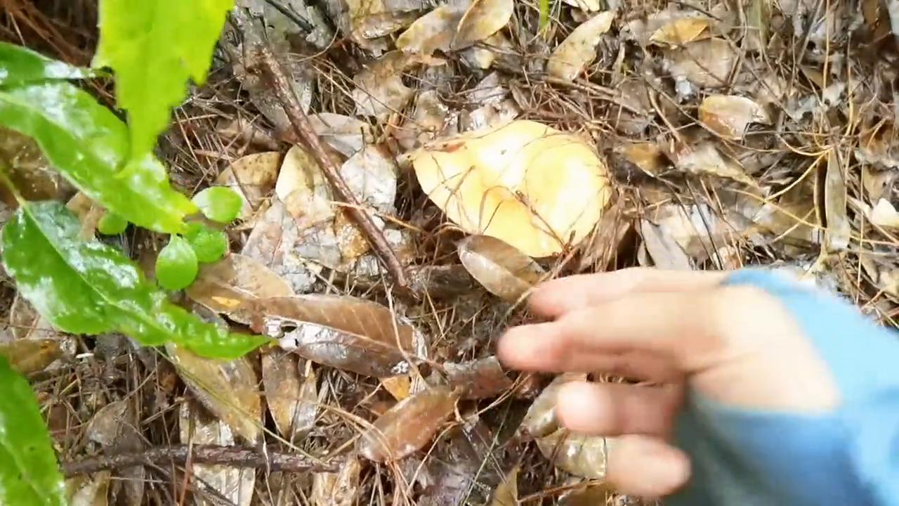 大伟哥带你品尝野生菌（三）赤黄红菇怎么吃？