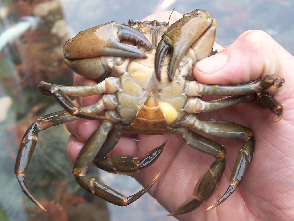 给蟹奴虫寄生的螃蟹可以吃吗,蟹奴是如何控制螃蟹的