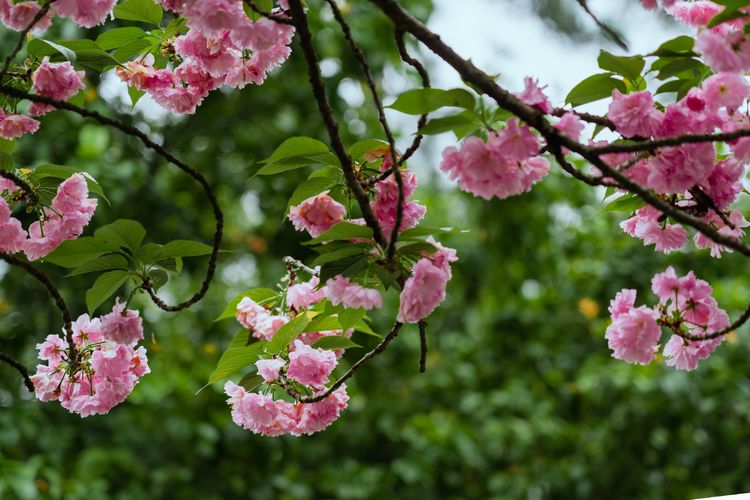 烟雨千岛湖美景,千岛湖烟雨朦胧美如画