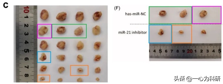 河南省人民医院论文,河南省人民医院发表论文质疑