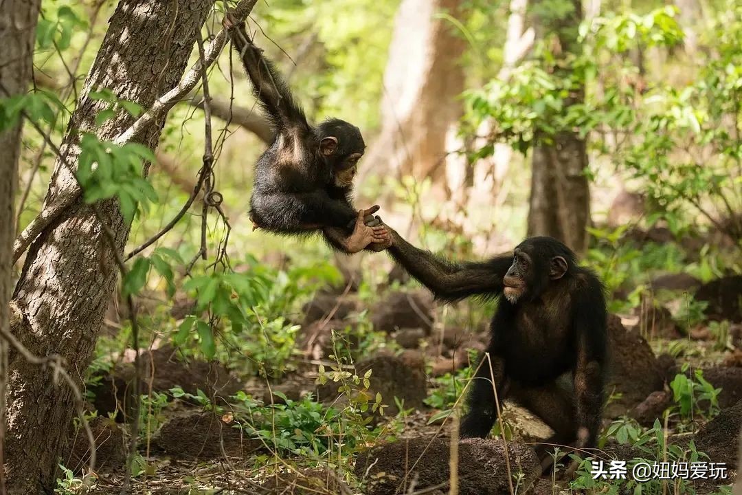 带你真切看人间的宝藏纪录片top10,十一长假适合带孩子看的纪录片