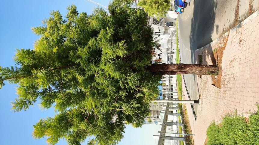 迪拜适合养什么植物,迪拜常见花草