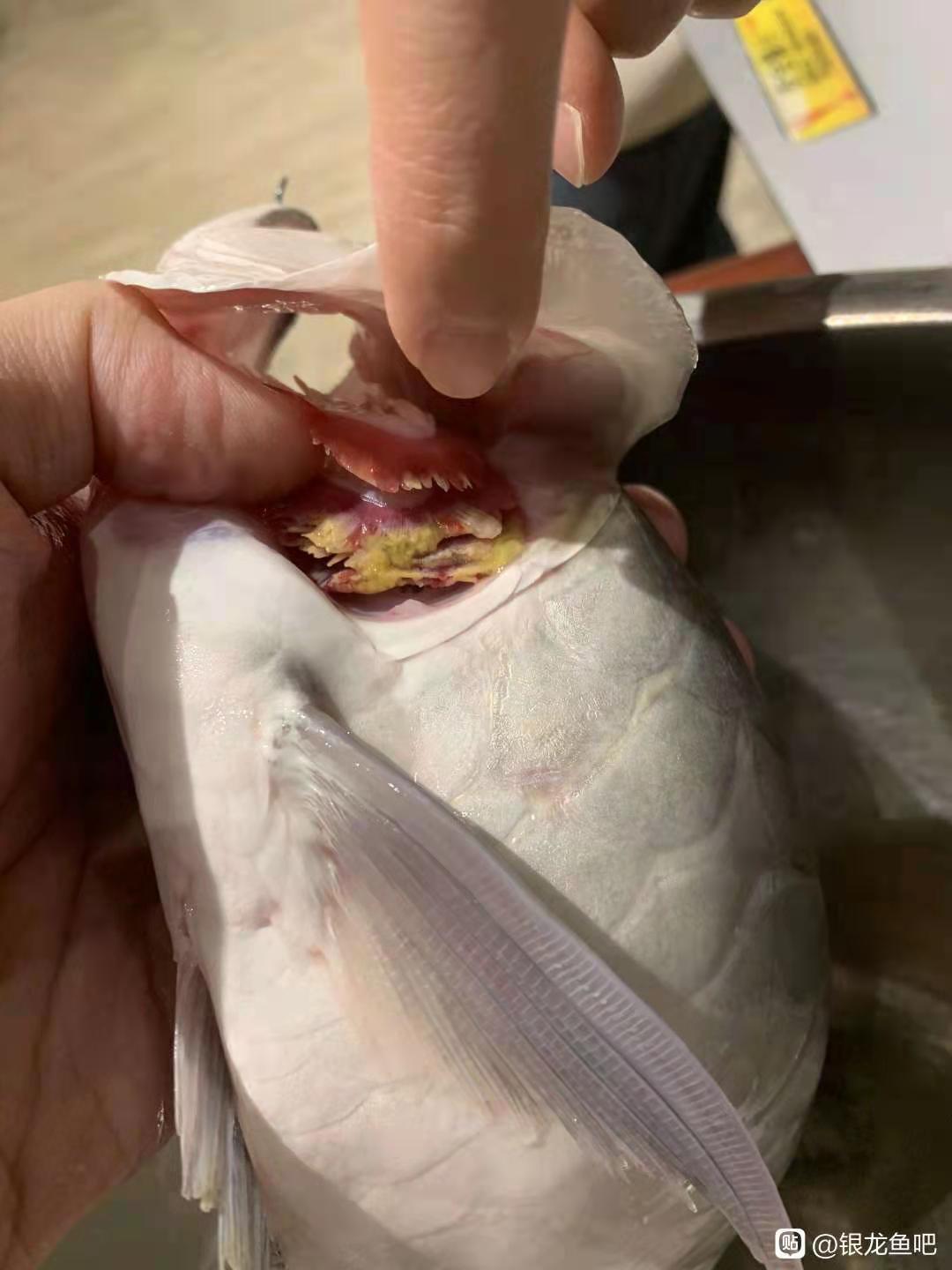 龙鱼病害防治图片,龙鱼常见疾病表现图片