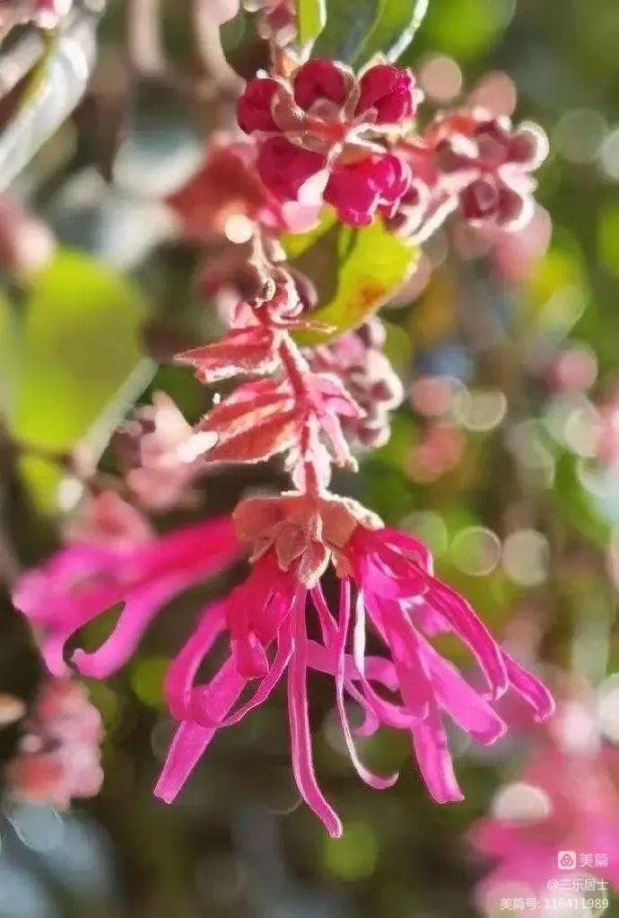 红花檵木的历史故事,白花檵木