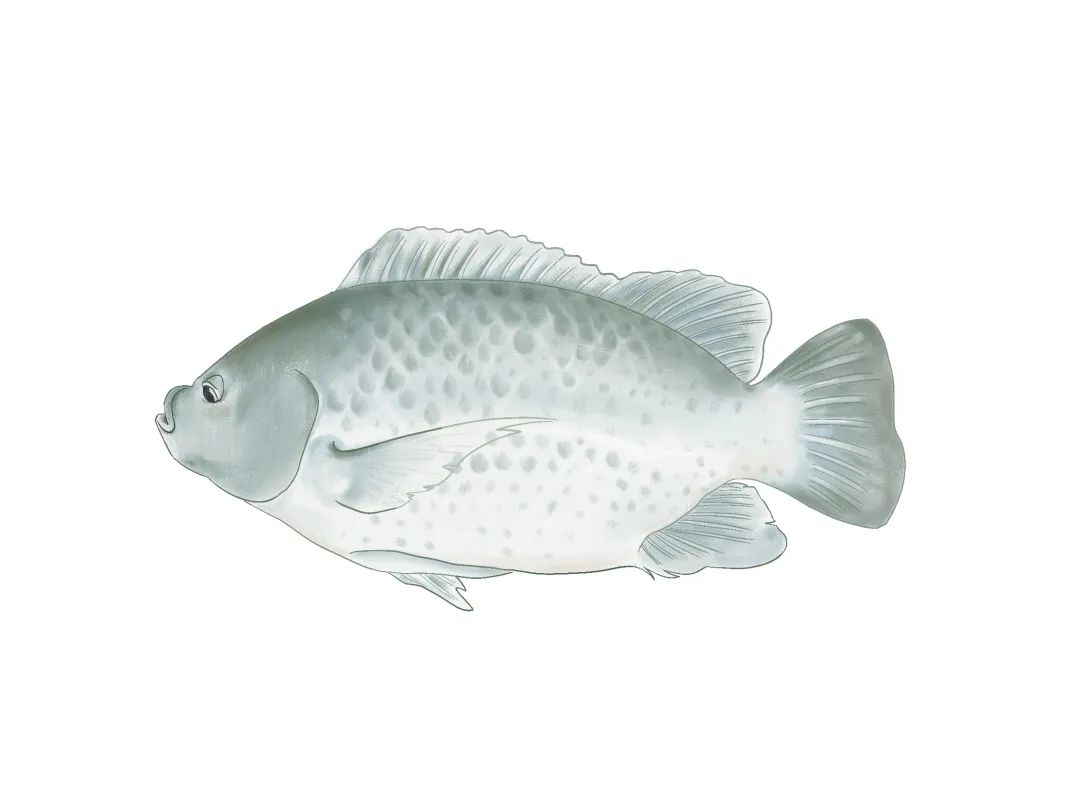 厦大食堂有啥鱼？这位老师来回答！