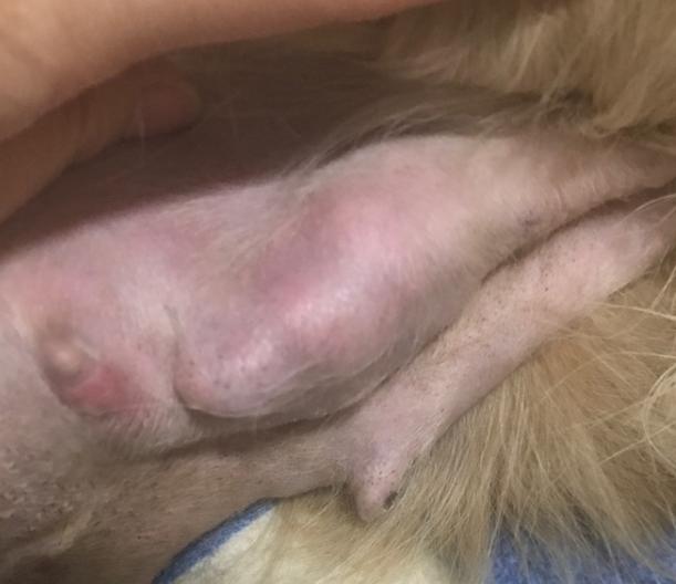 狗狗乳腺肿瘤溃烂怎么处理,狗狗乳腺囊肿和肿瘤的区别