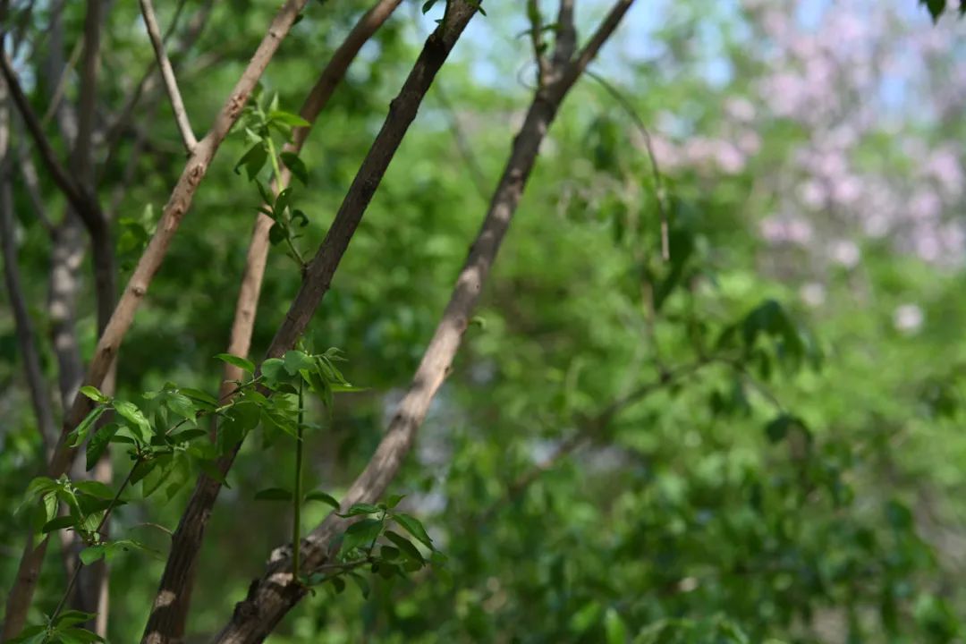 尼康z卡口85mmf1.8镜头评测欣赏,尼康全画幅50mmf1.8s和85mm1.8s