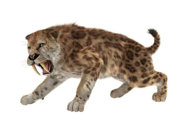 为什么都是狮子守门口老虎堂中坐,为什么狮子坐门口老虎坐中堂