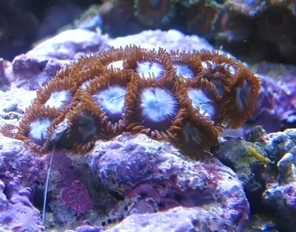 海水珊瑚缸鹦鹉螺,海水缸珊瑚视频大全