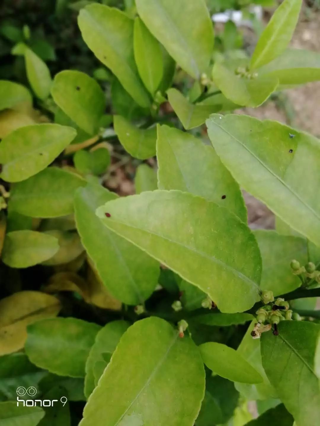 柑橘保果如何抢救看这篇就够了,柑橘保果知识点总结