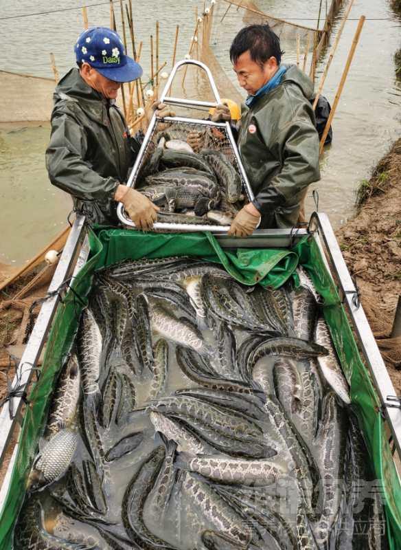 黑鱼养殖技术方法视频,黑鱼养殖技术稻田养黑鱼