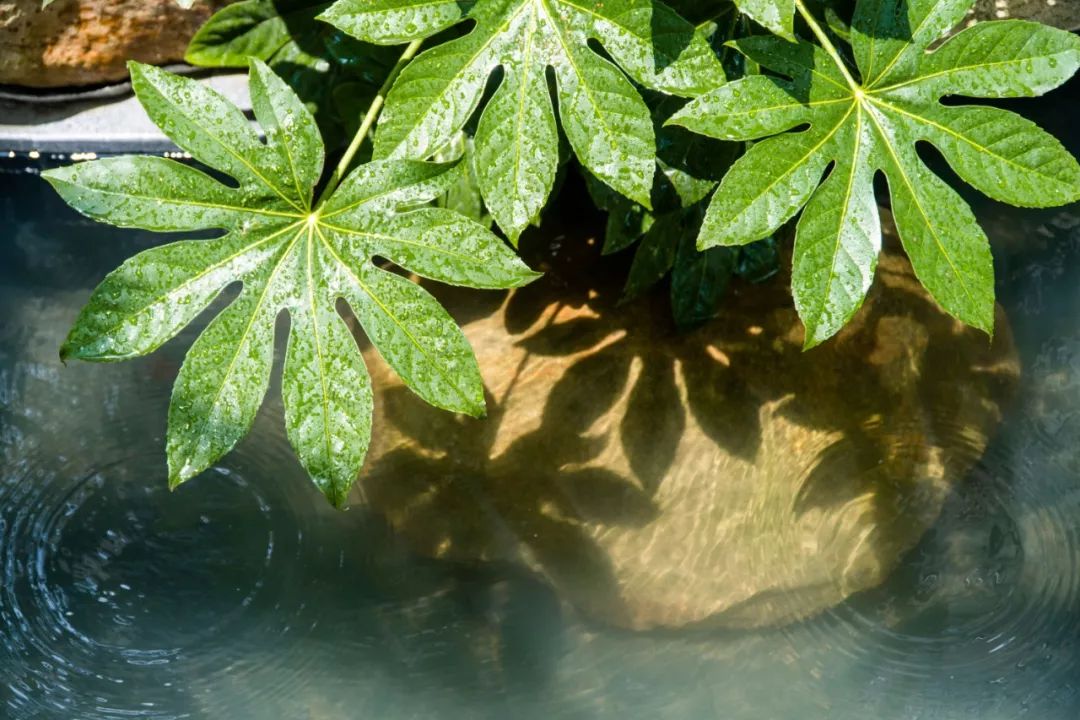 一寸光阴一寸金,一寸光景一寸金