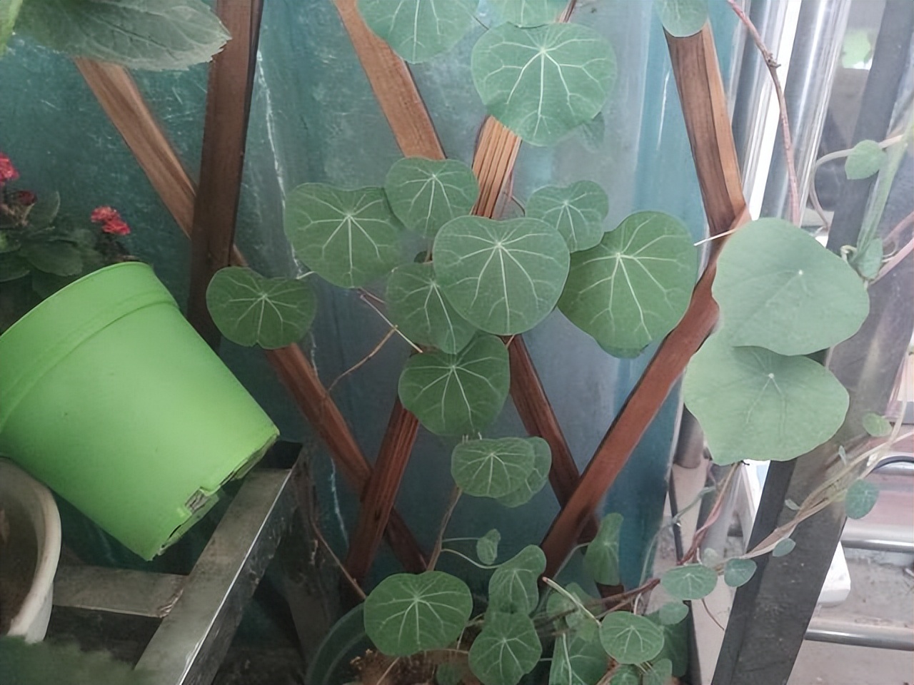 好养的喜阴花有哪些室内,最适宜室内养殖喜阴的花