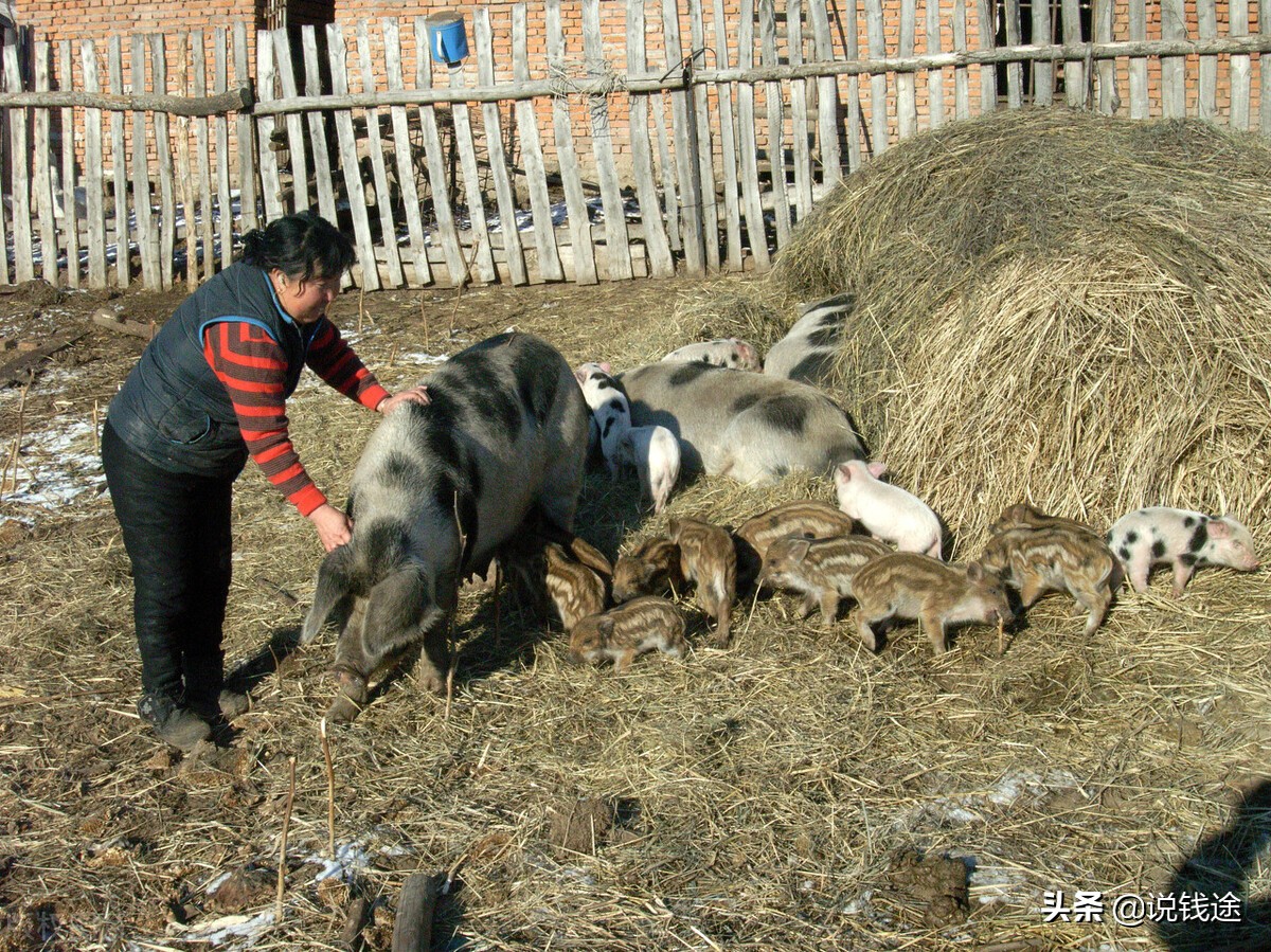 农村创业做什么好,农村人创业项目小本生意