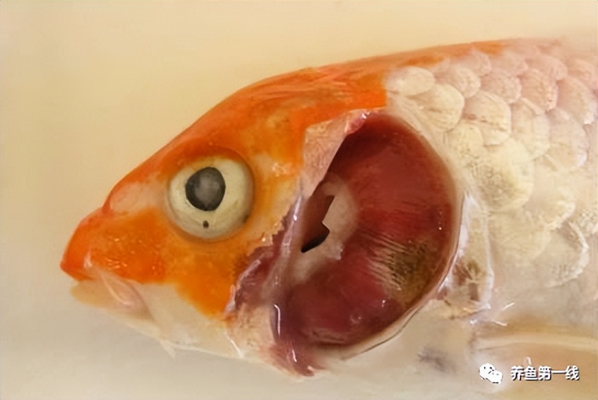 鲤浮肿病毒,CEV：鲤浮肿病研究进展与治疗鲤传染性水肿病的探讨