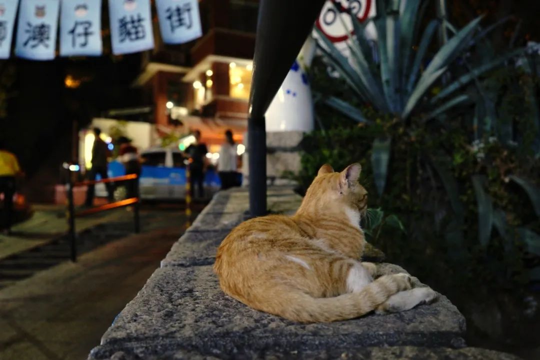 夜游中国金陵夜未央 (夜未央北京旅游攻略)