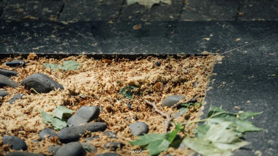 梧桐絮和石楠花,极限二选一