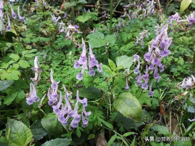 叶子像绿色的蝴蝶,叶子像蝴蝶的寓意