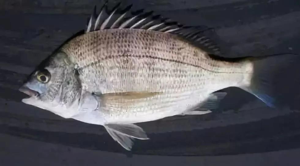 海鲜有什么品种的鱼类好吃,海鲜鱼类名字大全