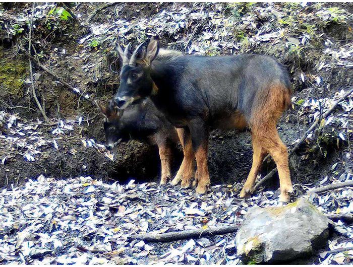 榛勫矖灞卞彂鐜板洓涓嶅儚,鑰佸啘灞变笂鍙戠幇鐨勫洓涓嶅儚