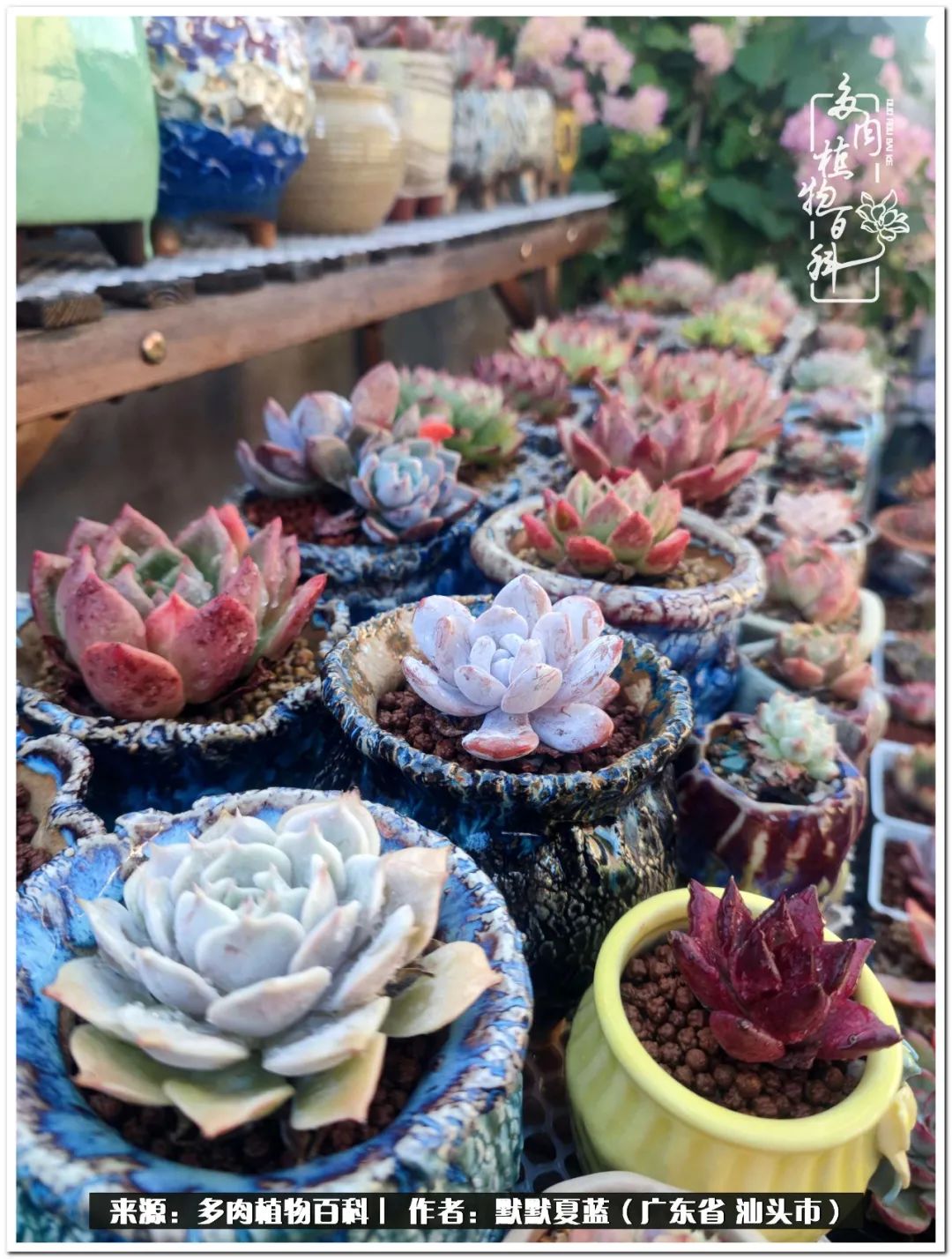 多肉虐我千百遍，我待多肉如初恋