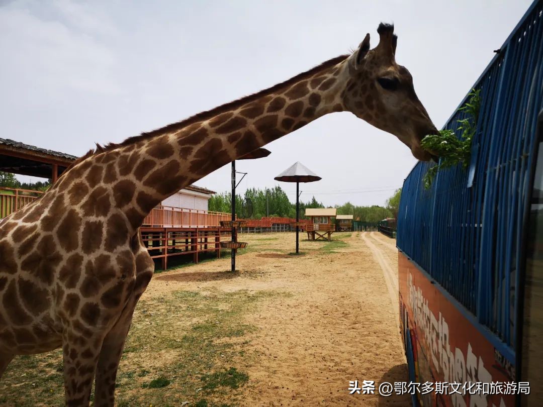 鄂尔多斯野生动物园和海洋馆门票,鄂尔多斯野生动物园海洋馆