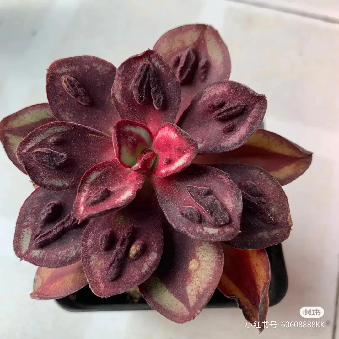 多肉专治强迫症,瘤子多肉植物