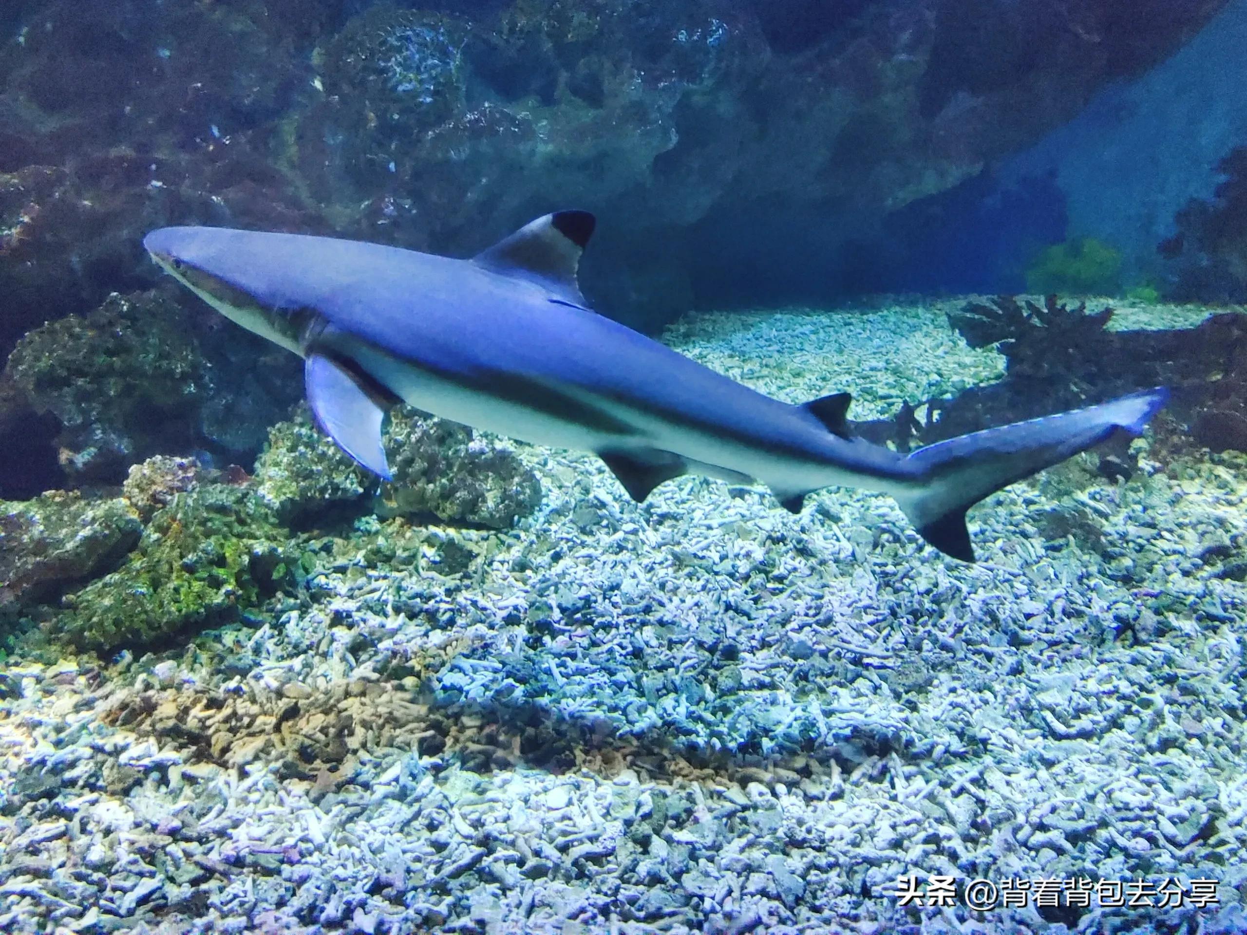 海昌海洋公园亲子攻略两天一夜,海立方星期天亲子公园和海洋公园