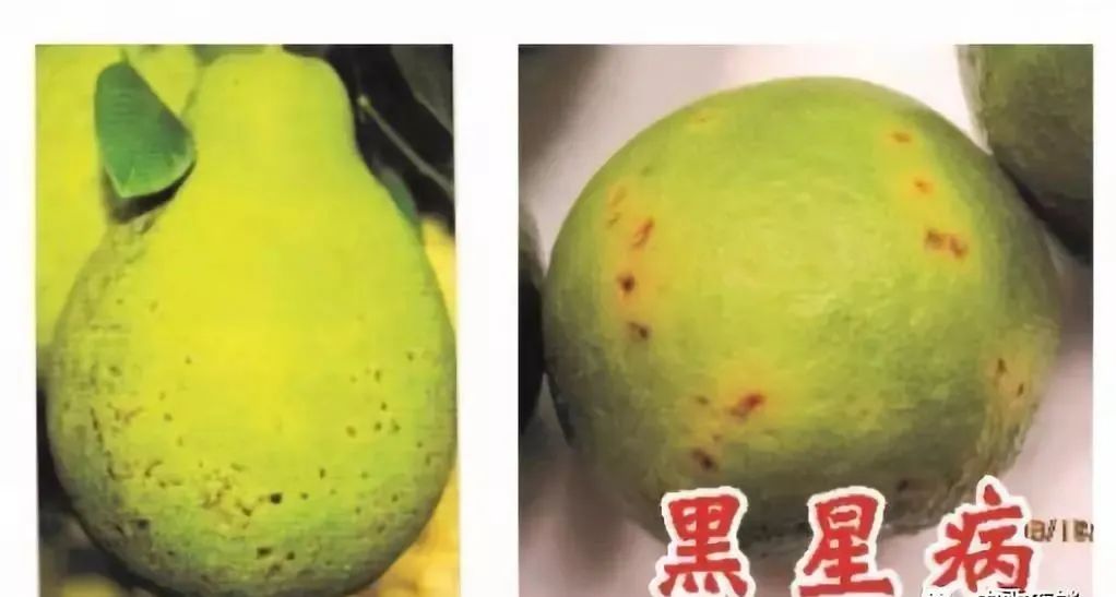 柑橘转色期退糖了怎么办,柑橘转色期间果子软