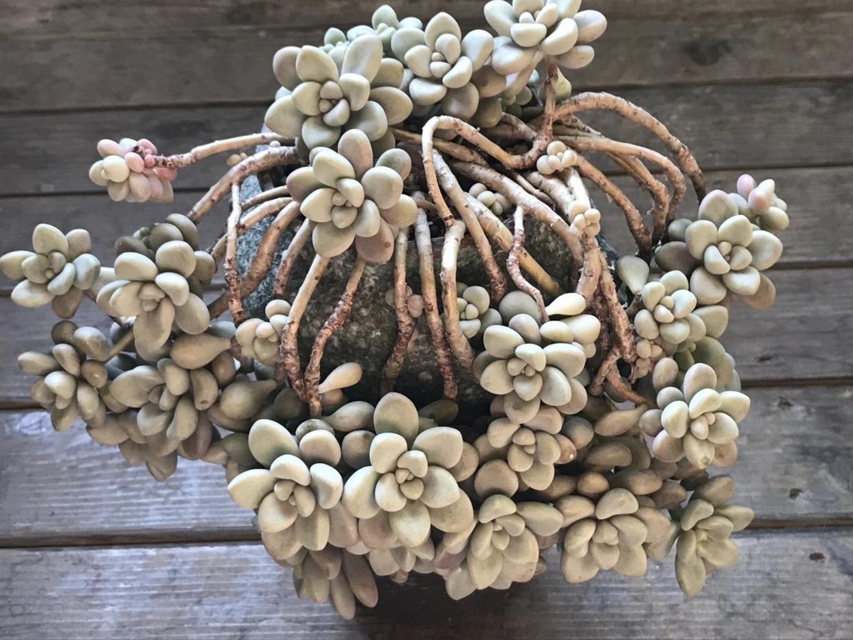 春天如何拯救掉光叶片的多肉,夏季要不要把多肉的枯叶去掉