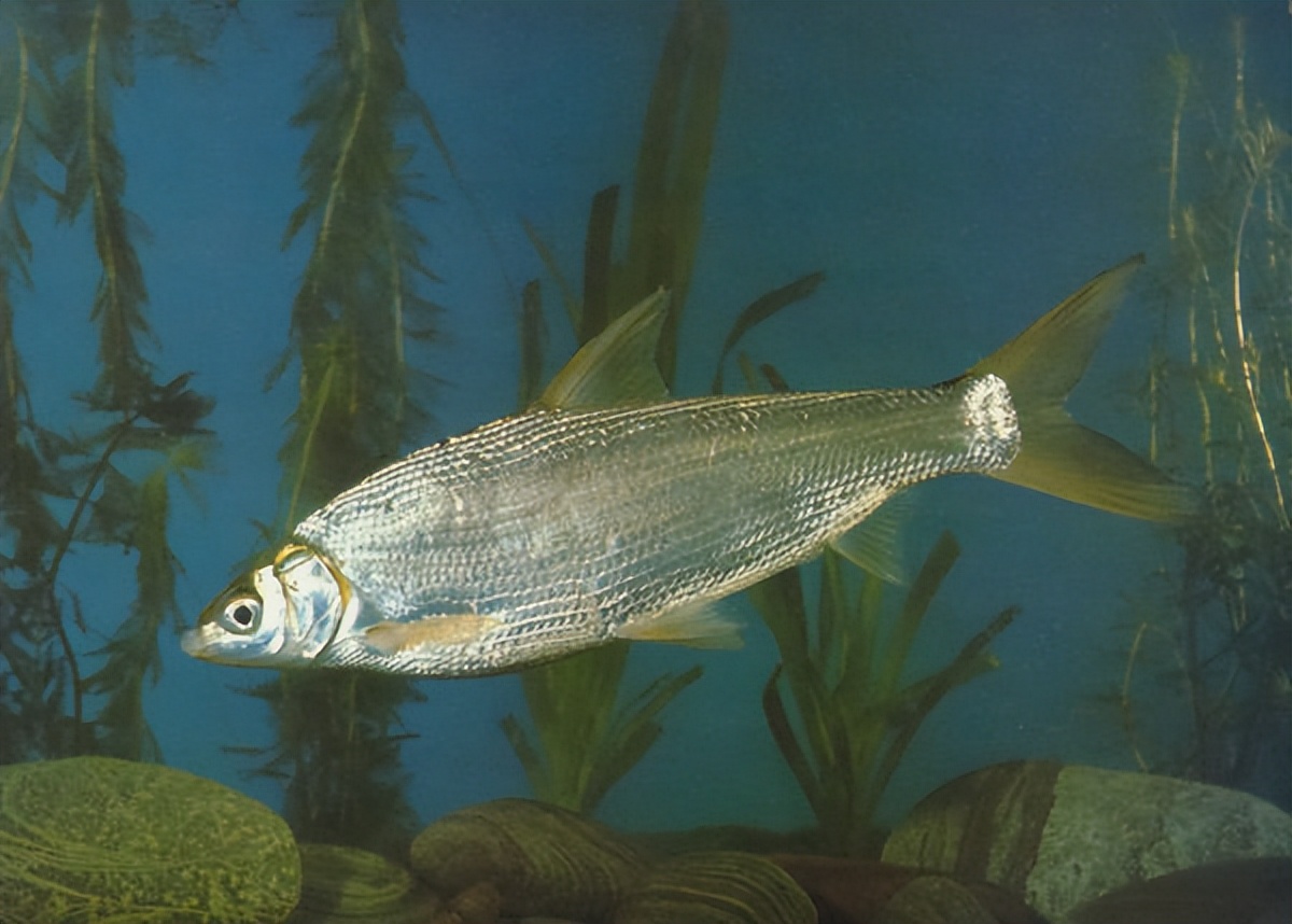 让钓鱼人抓狂的四大杂鱼,让人头疼的鱼