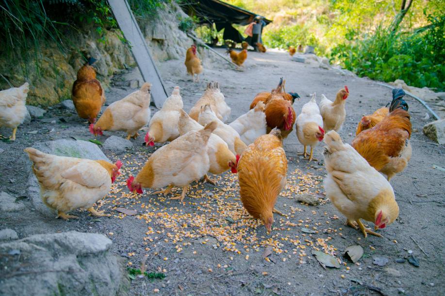 空气分级蚕豆蛋白级分作为颗粒和挤压肉鸡日粮中豆粕的替代品