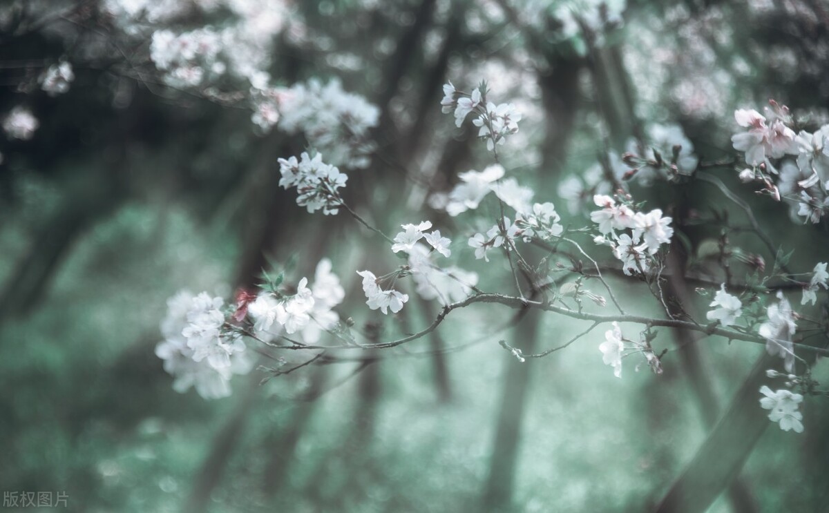 荣耀发布的最新款手机,影音效果好续航长且流畅的手机