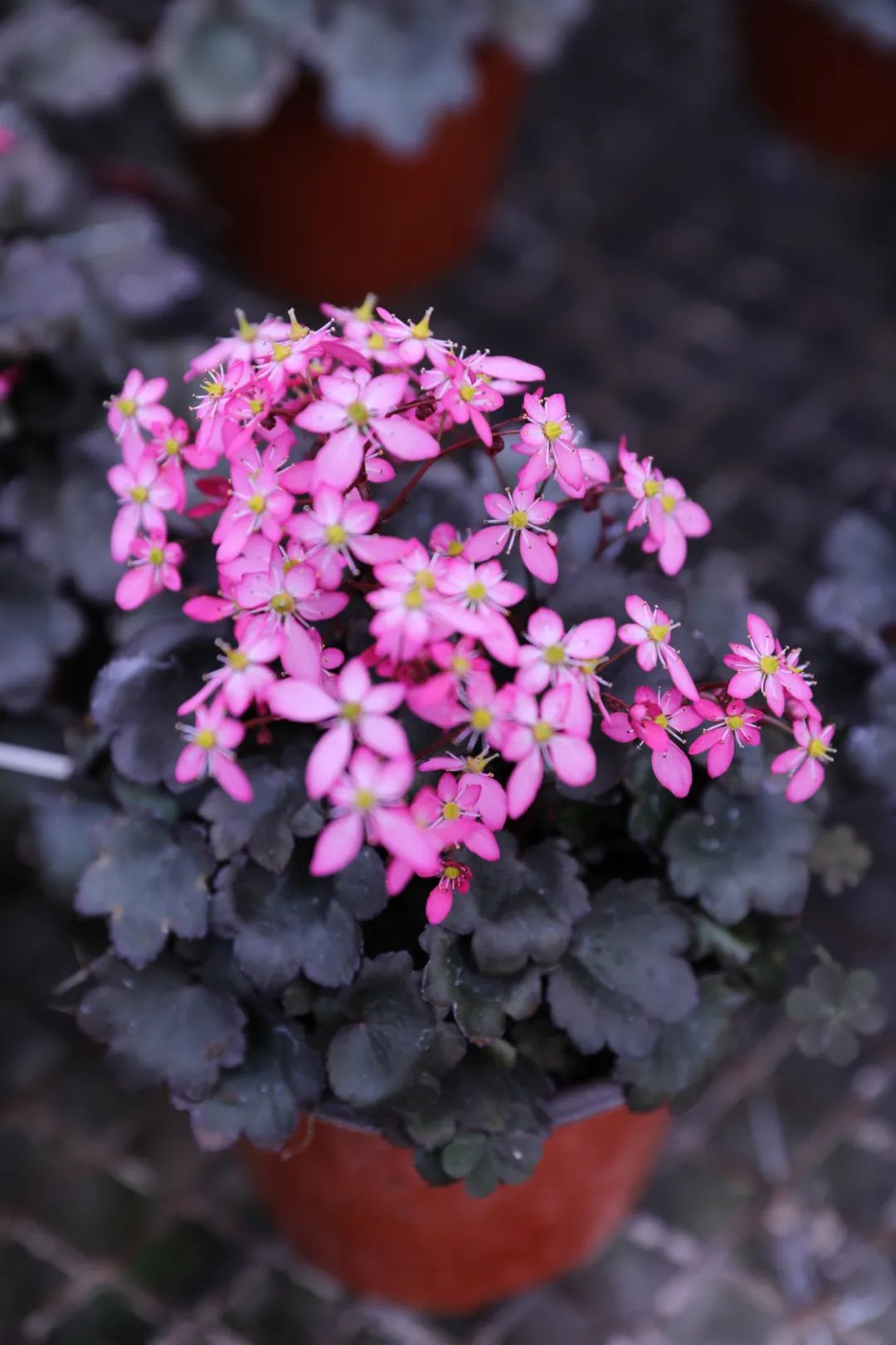 自带爆盆属性的舞动精灵上新了，虎年春日仪式感安排了吗