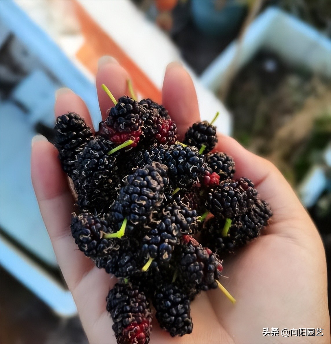 桑树不吉利,桑树不吉祥