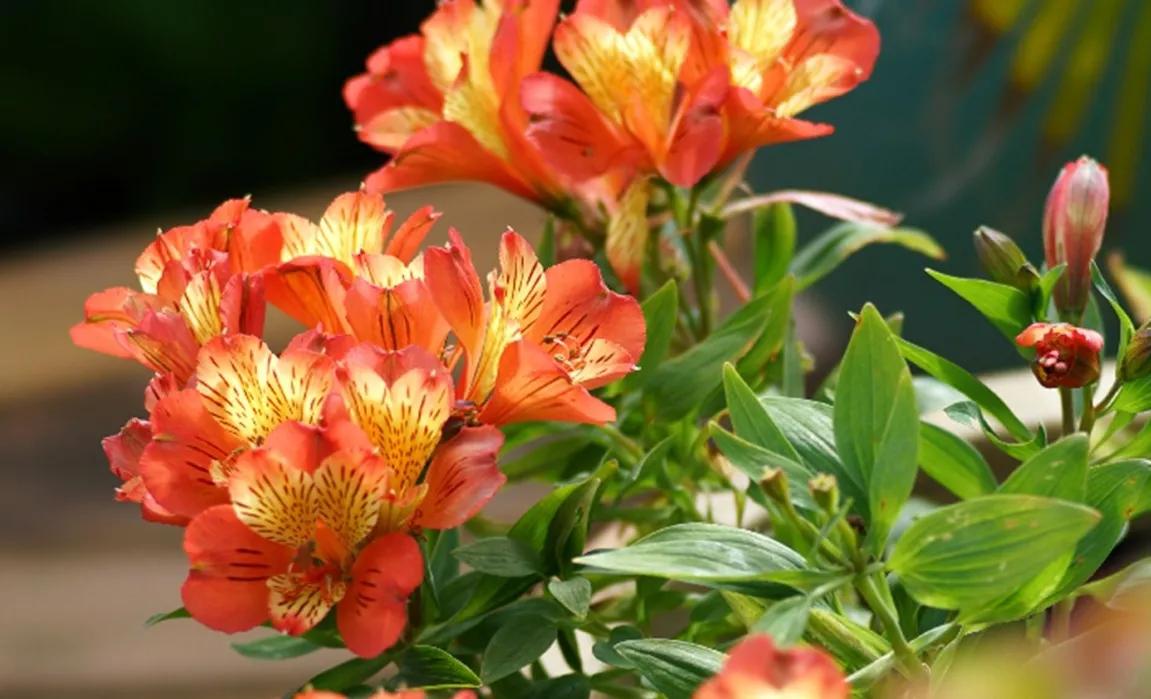 赏花旅游种什么花,春季去公园踏青上百种花让人眼花