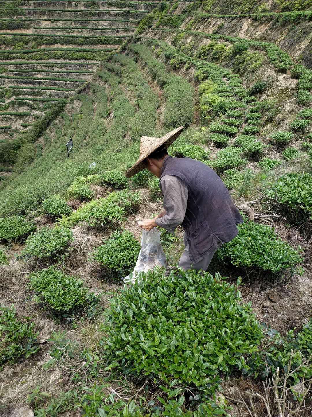 茶王李瑞河视频,云南茶王吴远之
