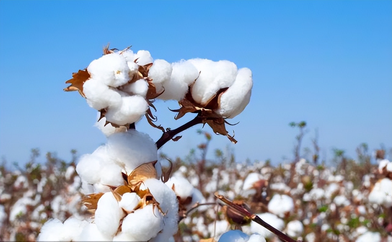 国新智创科技有限公司,黑心棉国产车